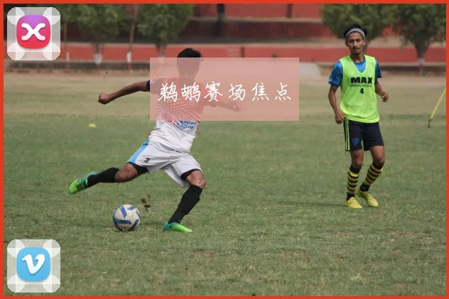 鹈鹕赛场焦点